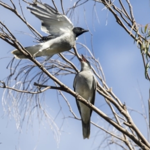 Coracina novaehollandiae at Belconnen, ACT - 3 Apr 2019 09:21 AM