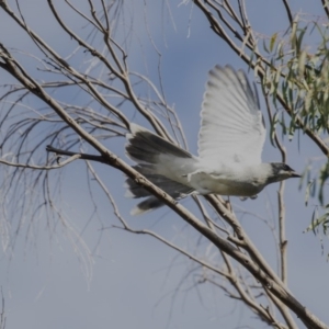 Coracina novaehollandiae at Belconnen, ACT - 3 Apr 2019 09:21 AM