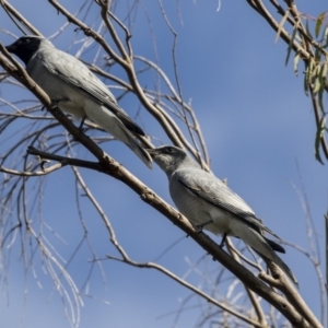 Coracina novaehollandiae at Belconnen, ACT - 3 Apr 2019 09:21 AM