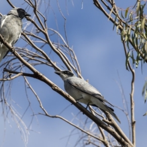 Coracina novaehollandiae at Belconnen, ACT - 3 Apr 2019 09:21 AM