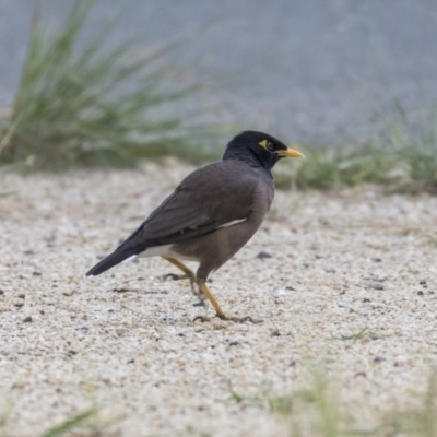 Acridotheres tristis (Common Myna) at Belconnen, ACT - 3 Apr 2019 by AlisonMilton