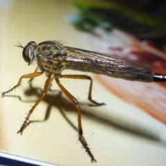 Cerdistus sp. (genus) (Yellow Slender Robber Fly) at Aranda, ACT - 25 Nov 2014 by JanetRussell