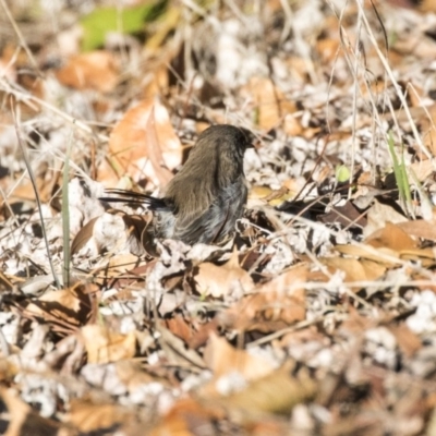 Malurus cyaneus (Superb Fairywren) at Belconnen, ACT - 2 Apr 2019 by Alison Milton