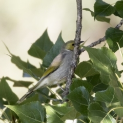 Ptilotula penicillata (White-plumed Honeyeater) at Belconnen, ACT - 3 Apr 2019 by AlisonMilton