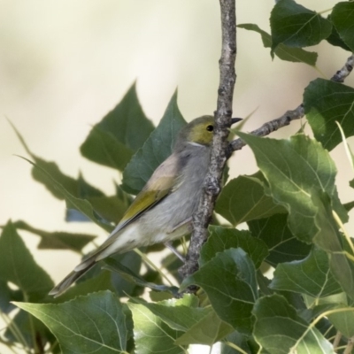 Ptilotula penicillata (White-plumed Honeyeater) at Belconnen, ACT - 3 Apr 2019 by AlisonMilton