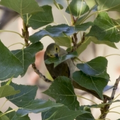 Ptilotula penicillata at Belconnen, ACT - 3 Apr 2019 08:46 AM