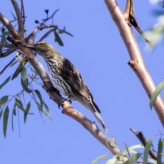 Oriolus sagittatus (Olive-backed Oriole) at Belconnen, ACT - 3 Apr 2019 by AlisonMilton
