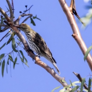 Oriolus sagittatus at Belconnen, ACT - 3 Apr 2019 09:18 AM