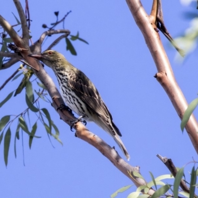 Oriolus sagittatus (Olive-backed Oriole) at Lake Ginninderra - 2 Apr 2019 by Alison Milton