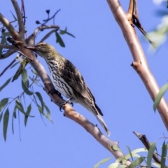 Oriolus sagittatus (Olive-backed Oriole) at Belconnen, ACT - 2 Apr 2019 by Alison Milton
