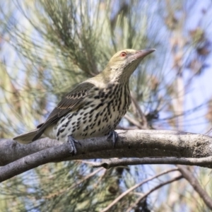 Oriolus sagittatus at Belconnen, ACT - 3 Apr 2019