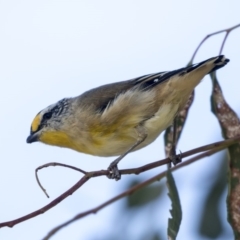 Pardalotus striatus (Striated Pardalote) at Belconnen, ACT - 2 Apr 2019 by Alison Milton