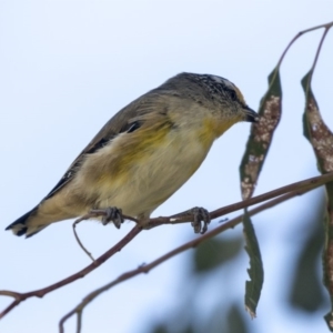 Pardalotus striatus at Belconnen, ACT - 3 Apr 2019 09:21 AM