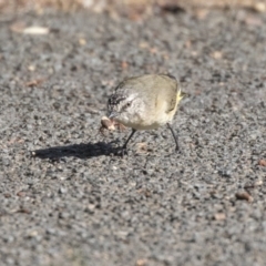 Acanthiza chrysorrhoa (Yellow-rumped Thornbill) at Belconnen, ACT - 3 Apr 2019 by AlisonMilton
