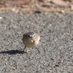 Acanthiza chrysorrhoa at Belconnen, ACT - 3 Apr 2019