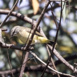 Acanthiza chrysorrhoa at Belconnen, ACT - 3 Apr 2019