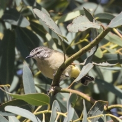 Acanthiza chrysorrhoa at Belconnen, ACT - 3 Apr 2019