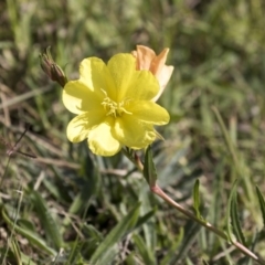 Oenothera stricta subsp. stricta (Common Evening Primrose) at Belconnen, ACT - 2 Apr 2019 by AlisonMilton