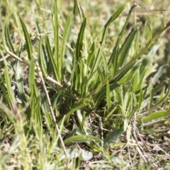 Oenothera stricta subsp. stricta at Belconnen, ACT - 3 Apr 2019