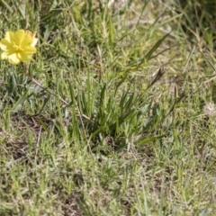Oenothera stricta subsp. stricta at Belconnen, ACT - 3 Apr 2019