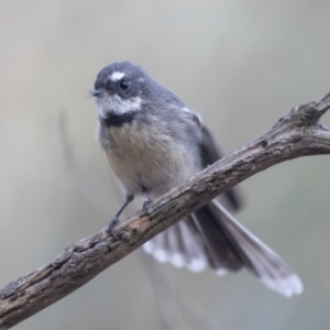 Rhipidura albiscapa at Belconnen, ACT - 3 Apr 2019