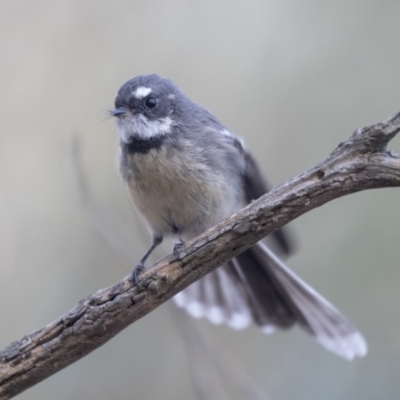 Rhipidura albiscapa (Grey Fantail) at Belconnen, ACT - 2 Apr 2019 by Alison Milton