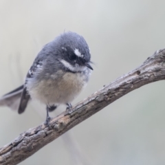 Rhipidura albiscapa at Belconnen, ACT - 3 Apr 2019