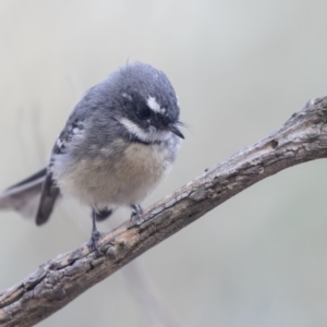 Rhipidura albiscapa at Belconnen, ACT - 3 Apr 2019