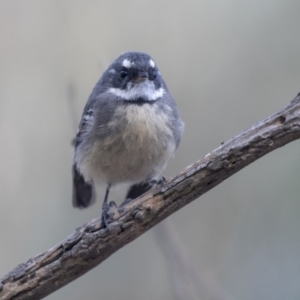 Rhipidura albiscapa at Belconnen, ACT - 3 Apr 2019