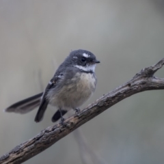 Rhipidura albiscapa at Belconnen, ACT - 3 Apr 2019