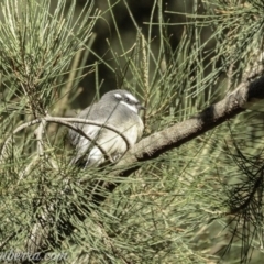 Rhipidura albiscapa (Grey Fantail) at Cotter Reserve - 30 Mar 2019 by BIrdsinCanberra