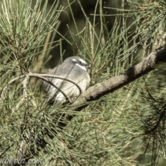 Rhipidura albiscapa (Grey Fantail) at Stromlo, ACT - 31 Mar 2019 by JonSteinbeck