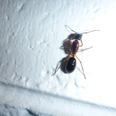 Camponotus sp. (genus) (A sugar ant) at Aranda, ACT - 2 Dec 2014 by JanetRussell