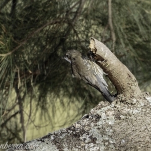 Cormobates leucophaea at Stromlo, ACT - 31 Mar 2019 08:49 AM