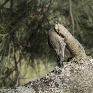 Cormobates leucophaea at Stromlo, ACT - 31 Mar 2019 08:49 AM