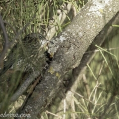 Cormobates leucophaea at Stromlo, ACT - 31 Mar 2019 08:49 AM