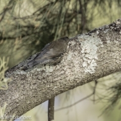 Cormobates leucophaea at Stromlo, ACT - 31 Mar 2019