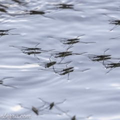 Aquarius antigone (Water strider, pond skater) at Stromlo, ACT - 30 Mar 2019 by BIrdsinCanberra