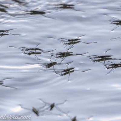 Aquarius antigone (Water strider, pond skater) at Stromlo, ACT - 31 Mar 2019 by BIrdsinCanberra