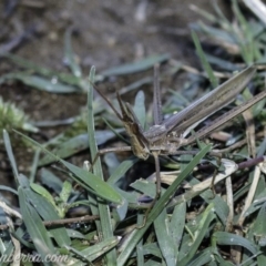 Acrida conica (Giant green slantface) at Stromlo, ACT - 31 Mar 2019 by JonSteinbeck
