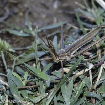 Acrida conica (Giant green slantface) at Stromlo, ACT - 31 Mar 2019 by JonSteinbeck