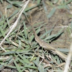 Acrida conica at Stromlo, ACT - 31 Mar 2019 08:27 AM