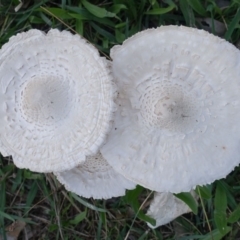 Lepiota s.l. at Hughes, ACT - 31 Mar 2019 by JackyF