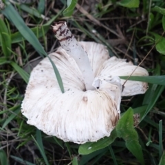 Lepiota s.l. at Hughes, ACT - 31 Mar 2019 06:46 PM