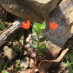 Lysimachia arvensis (Scarlet Pimpernel) at Majura, ACT - 3 Apr 2019 by JaneR