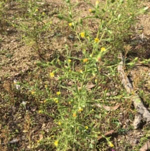 Dittrichia graveolens at Majura, ACT - 3 Apr 2019