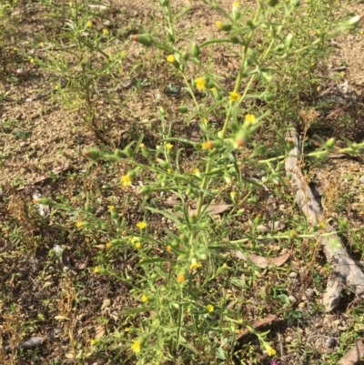 Dittrichia graveolens (Stinkwort) at Majura, ACT - 3 Apr 2019 by JaneR