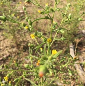 Dittrichia graveolens at Majura, ACT - 3 Apr 2019