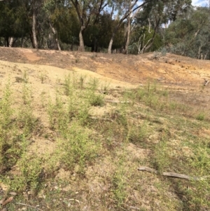 Dittrichia graveolens at Majura, ACT - 3 Apr 2019