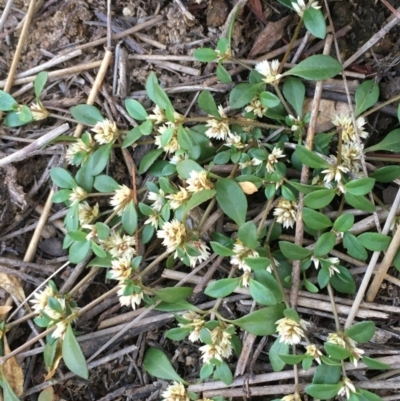 Alternanthera sp. A Flora of NSW (M. Gray 5187) J. Palmer at Majura, ACT - 3 Apr 2019 by JaneR